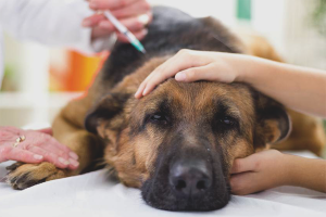  Wie man Staupe bei Hunden behandelt