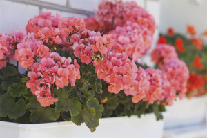  Hoe om te zorgen voor geraniums