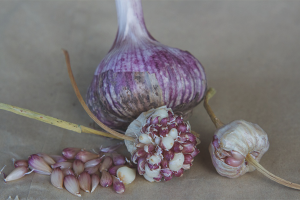  Hoe knoflook uit Bulbochek groeien