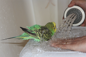  How to bathe wavy parrots