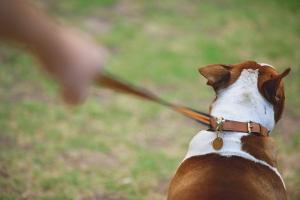  Een gespreide hond trekken aan de riem voor een wandeling