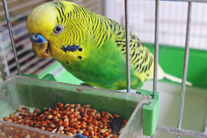  How to feed a wavy parrot