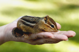  Wie man sich um einen Streifenhörnchen kümmert