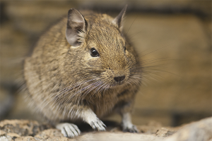  Wie für Degu zu sorgen