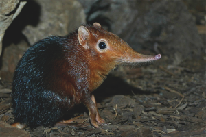  Wie man die Spitzmaus los wird