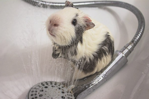  Ein Meerschweinchen baden