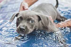  Wie man einem Hund das Schwimmen beibringt