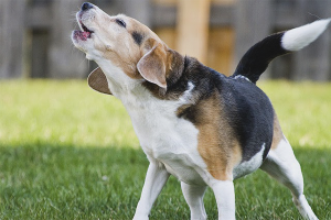  Een hond laten spenen om op andere honden te blaffen