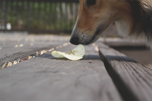  Een hond spenen om eten op straat te halen