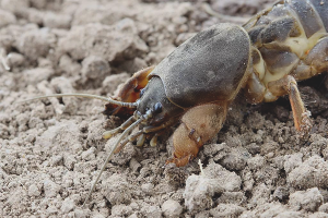  Hoe om te gaan met Medvedka in de tuin