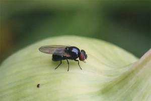  Hoe zich te ontdoen van uien vliegt in de tuin