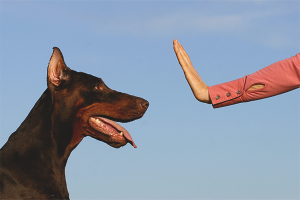  Wie man das Hundeteam fu lehrt