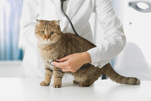  How to understand that the cat is sick