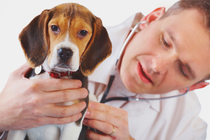  Hoe te begrijpen dat de hond ziek is