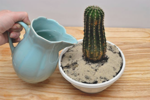  Hoe een cactus water geven