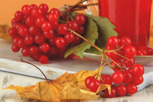  Viburnum koken voor de winter