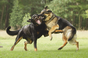  Hoe honden vechten te scheiden