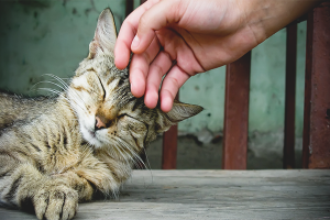  Wie man eine Katze zärtlich macht