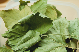  Bagaimana untuk mengeringkan daun currant untuk teh