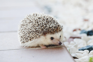  Wie kümmere ich mich um einen Igel?