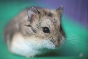  Wie man sich um einen Hamster-Jungar kümmert