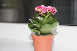  Hoe zorg je voor Kalanchoë