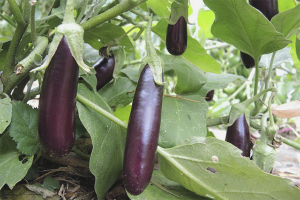  Hoe aubergines in het open veld te verbouwen