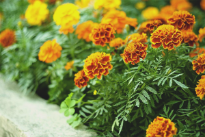  Goudsbloemen uit zaad laten groeien