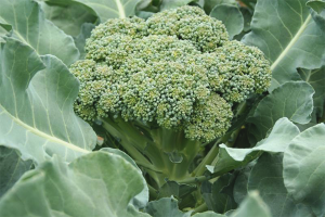  Hoe broccoli in de tuin te kweken