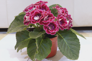  Hoe gloxinia uit zaad te laten groeien