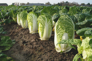  Hoe Chinese kool in de tuin te kweken