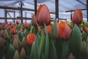  Tulpen kweken in de kas