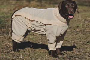  Hoe een hond te beschermen tegen teken