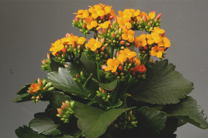  Hoe Kalanchoe te laten bloeien