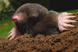  Hoe om te gaan met mollen in de tuin