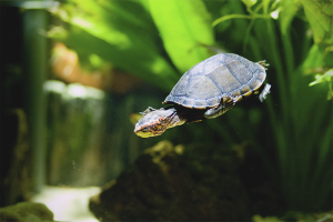  Wie für eine Wasserschildkröte zu sorgen