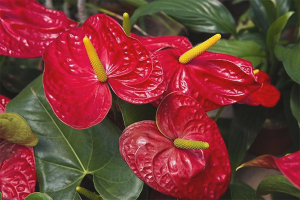  Dlaczego anthurium nie rozkwita