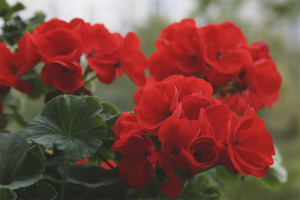  Waarom bloeit indoor geranium niet