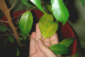  Waarom ficussen geel worden en bladeren vallen