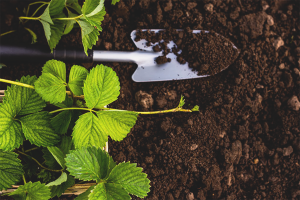  Hoe de grond voorbereiden op het planten van aardbeien