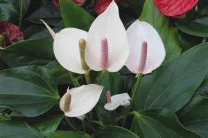  Dlaczego spathiphyllum nie kwitnie