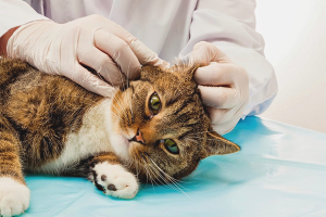  How to clean the ears of a cat