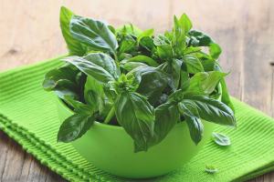  The benefits and harms of basil