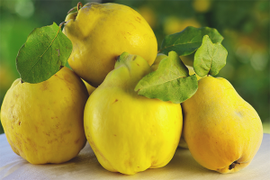  The benefits and harms of the Japanese quince