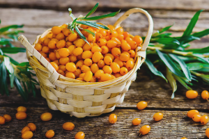  The benefits and harm of sea buckthorn