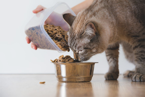  What to feed the cat with urolithiasis