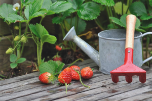  Hoe aardbeien te voeden in de herfst