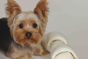  Hoe zorg je voor een Yorkshire Terrier