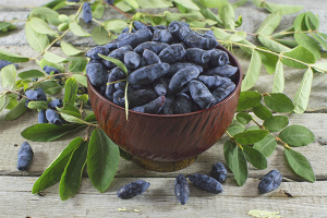  Nutzen und Schaden von Geißblatt