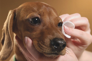  Dann waschen Sie die Augen des Hundes